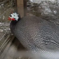 فروش مرغ  شاخدار نر و ماده روسی