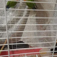 کوتوله برزیلی