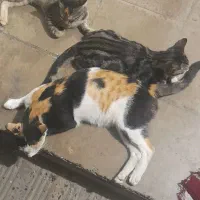 یک گربه مادر با دو تا بچه واگذار میشود