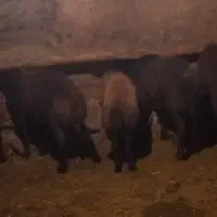 بره نر