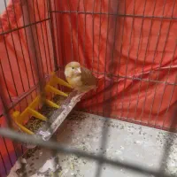 قناری ماده جفتی سهره