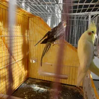 دو تا عروس هلندی