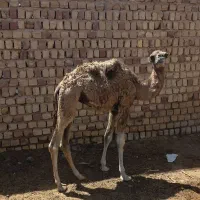 بچه شتر دو کوهانه نر ماده