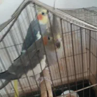 عروس هلندی