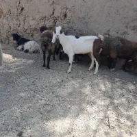 بز ابستن