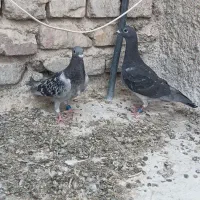 کبوتر جوحه