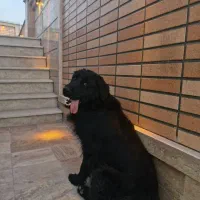 سگ گلدن
