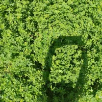 یونجه سبز برای بره زمین چکی داده میشود