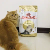 گربه پرشین