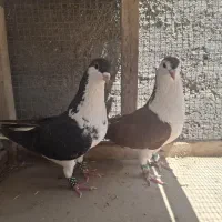ساده