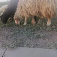 گوسفند قربانی بره نر و ماده، میش و...