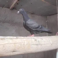 کفتر