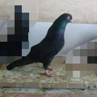 کبوتر