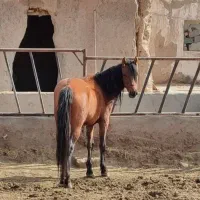 اسب نریون دوخون سرحال