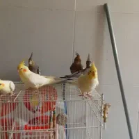 عروس هلندی