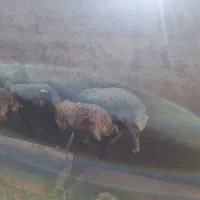 ۹ راس میش