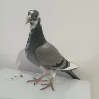 کبوتر جوجه پلاکی اصل