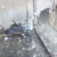 5تا|پرنده|ملارد, |دیوار