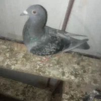 کبوتر ماده