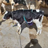 خریدفروش گاوگوسفندشکسته افتاده دان خورده