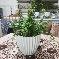 گل طبیعی|گل و گیاه طبیعی|الیگودرز, |دیوار