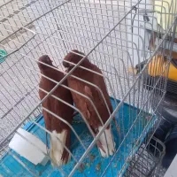 جفت کبوتر سرخ دم سفید