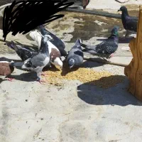 کفتر