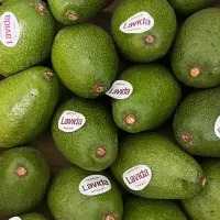 آووکادو کنیا درجه یک