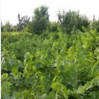 فروش-زمین-باغی-با-دوسهم-آب