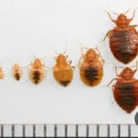 سمپاشی ساس و سوسک انواع حشرات