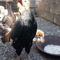 خروس افغان‌