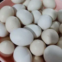 تخم مرغ محلی