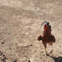 خروس لاری بزرگ