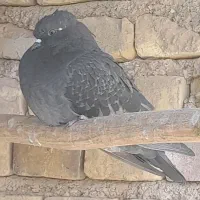 سوسک