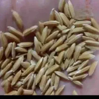 شلتوک عنبربو بذری شعیبیه