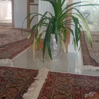 گل وکلدان