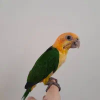جوجه کایک سرنارنجی