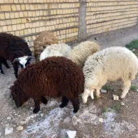 بره یا گوسفند نر خونگی