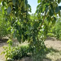 فروش نهال های اصلاح شده در نهالستان