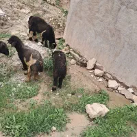 گوشت بره چاق