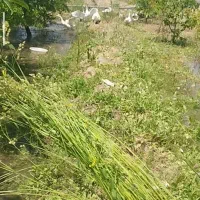 تعدادی غاز نر و ماده بالغ و قوغاز نر و ماده
