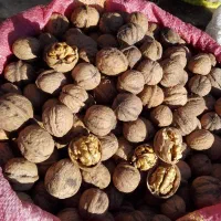 گردو