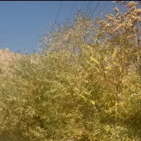 زمین مسکونی ۲۰۰متر درشهرک مدرس ورامین