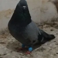 کفتر نر پر کله پفکی  سو قدیم معاوضه با نر سیاه