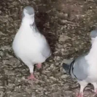 کبوترمعاوضه باجوجه