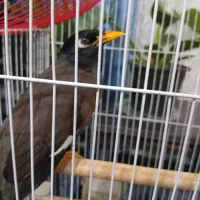 کفتر. مینا معاوضه با خروس لاری. قفس یا گنجه اهنی