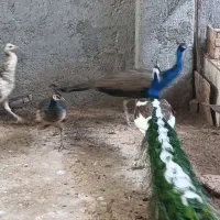 طاووس