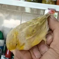 قناری ماده آماده آماده مست