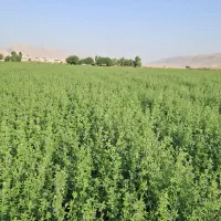 یونجه ایتالیایی درجه یک