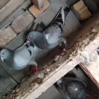 کفتر پولک شعوال جان آردن